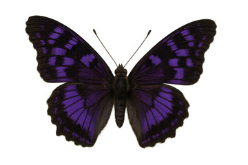 Butterfly with vibrant purple and dark wings, showcasing detailed patterns. Isolated insect on a transparent background