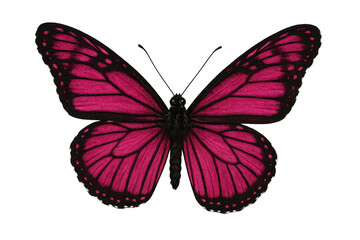 Obraz premium Detailed pink butterfly spreading wings, isolated on transparent background, showcasing beauty and delicate structure