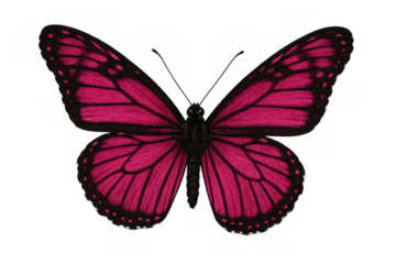 Detailed pink butterfly spreading wings, isolated on transparent background, showcasing beauty and delicate structure