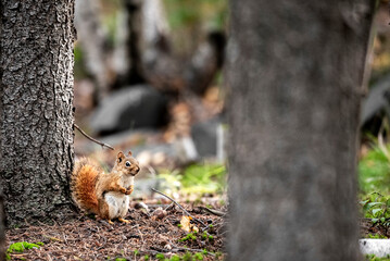 Red Squirrel Sitting on the Forest Floor
