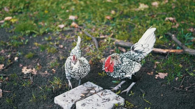 A Sebright rooster and hen forage for food on the ground. The birds' distinctive black and white plumage contrasts with the green grass and fallen leaves. This clip embodies rural life, agriculture