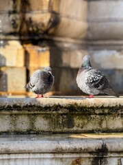 Fototapeta premium pigeon in the city