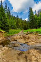 Obraz premium A picturesque forest stream in the Parang Mountains. Southern Carpathians, Romania
