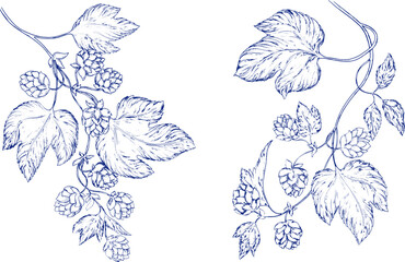 Watercolor banner set toile de jouy featuring hop branches with cones and leaves, ideal for beer branding, brewing presentations, brewery ads, or botanical and floral themed designs. Floral, leaves.