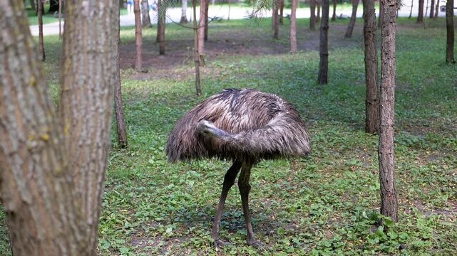 An emu preens its feathers among the trees in a forest setting. This tranquil footage showcases the emu's natural grooming behavior.