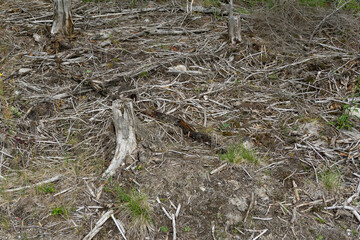 Deforested Forest Floor Texture with Tree Stumps and Dry Wood Debris