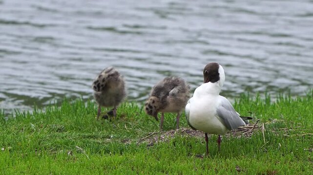 An aduld black-headed gull (Chroicocephalus ridibundus) with its two chicks preening their feathers