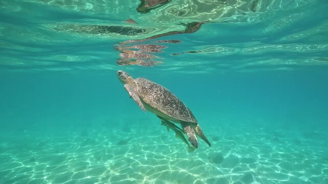 Snorkeling at Marsa Mubarak, Green sea turtle with remora or sharksucker fish on bottom swimming to water surface to get air
