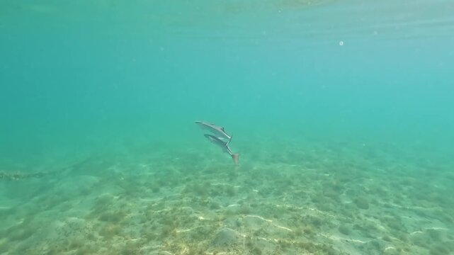 Pair of remora or suckerfish swimming in clear water towards boat, snorkelling at Marsa Alam, Egypt