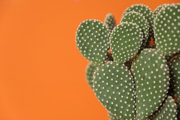 Beautiful prickly pear cactus on orange background, closeup. Space for text