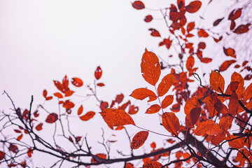 Vibrant red autumn leaves feature sharp selective focus against a bright white sky. Emphasizing the beautiful season change framed to the right. Perfect for overlay text. Selective focus.