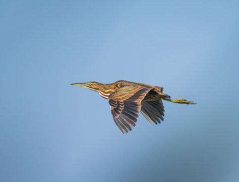 An American Bittern in flight at the Stick Marsh in Florida.