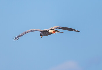 A Snail Kite in flight at the Stick Marsh in Florida