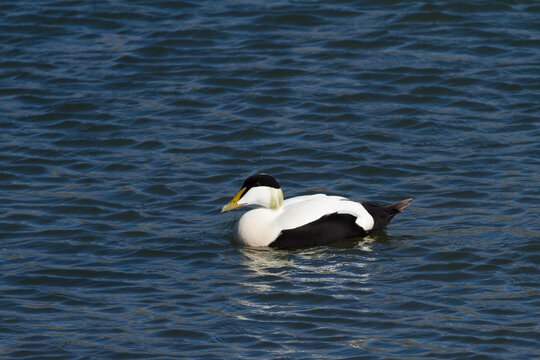 common eider duck in iceland
