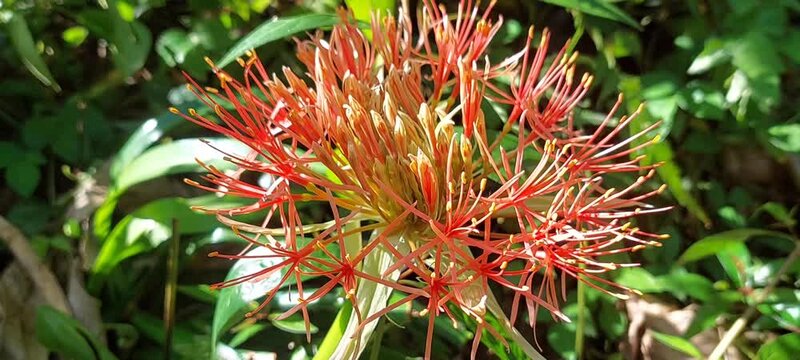 a uniquely shaped red flower that blooms in tropical forests. 