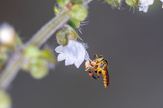 Abelha Jata&iacute;-amarela, tamb&eacute;m conhecida como abelha-ouro, jata&iacute;, abelha-mirim, mosquitinha-verdadeira, sete-portas, tr&ecirc;s-portas, abelha de botas ou minguinho. 