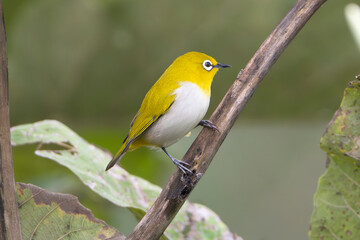 Oriental White-eye - Zosterops palpebrosus perched on a branch, showcasing its bright yellow upper parts and white belly. Photographed in the Sasan Gir Forest National Park, India.