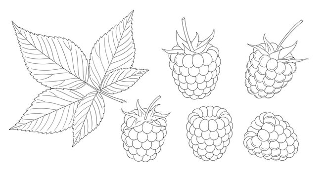 Comprehensive set of line art illustrations featuring several ripe raspberries and a detailed raspberry leaf, showcasing their natural textures and forms.