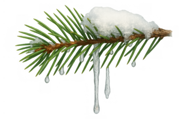 Pine branch with snow and melting icicles showing winter chill and changing seasons on transparent background