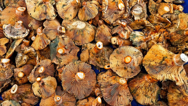 Fresh red pine mushrooms (Lactarius deliciosus) with orange caps and distinct gills, gathered at the market stall and displayed in a large pile.