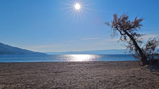 Sunny Coastal Beach with Tamarisk Tree