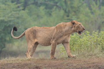 Asiatic lion - Felis leo persicus, Panthera leo leo lioness walking through dry grassland in Gir National Park, India, captured in natural habitat with forest backdrop. Endangered specie. © PIOTR