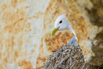 portrait of a kittiwake nesting on a cliff