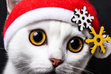 Funny Cat Dressed as Santa on grey Background. Perfect for Festive Advertising Concept