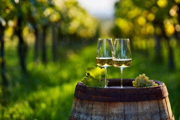 Obraz premium Two glasses of white wine on an old wooden barrel in a vineyard between rows 