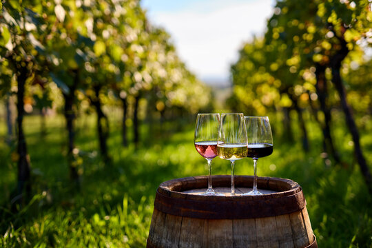 Three glasses of red, white, and ros&eacute; wine on an old wooden barrel with grapes in a vineyard between rows
