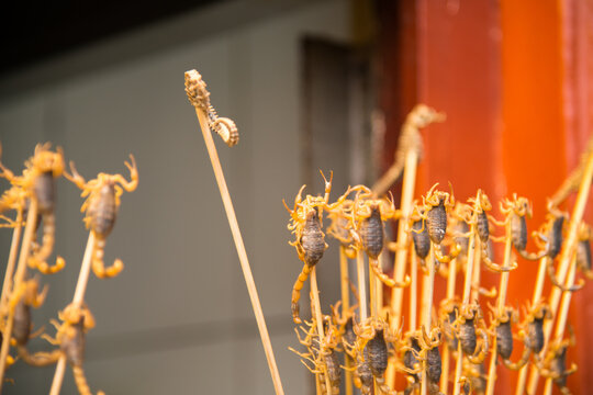 Dried Seahorses at Wangfujing Street Market, Beijing