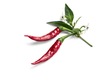 Red hot chili pepper with leaves and flowers flowers, fruits, eco bio fresh red hot cayenne chilli...