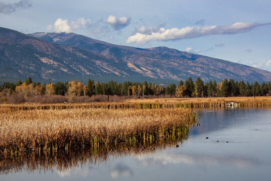 Fall Colors and Waterfowl at the Lee Metcalf National Wildlife Refuge and the Bitterroot Mountains in the Fall in Montana.