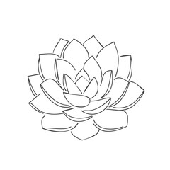 Echeveria Succulent Detailed Line Art Illustration of a Blooming Plant with Multiple Rosette Shaped Leaves
