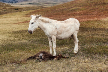 Obraz premium Mother Burro Stands over her Sleeping Baby Burro in the Summer, Custer State Park in South Dakota.