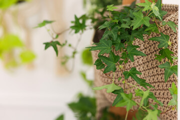 Beautiful potted houseplant hanging on wall indoors, closeup. Space for text