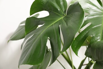 Beautiful monstera growing near white wall indoors, closeup © New Africa