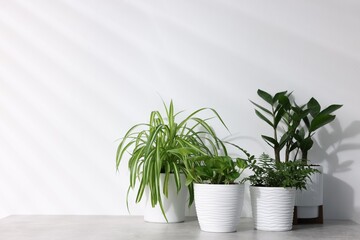 Different green houseplants on grey table near white wall indoors, space for text