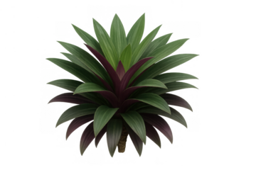 Moses-in-the-cradle plant with striking purple and green leaves, a popular tropical houseplant element