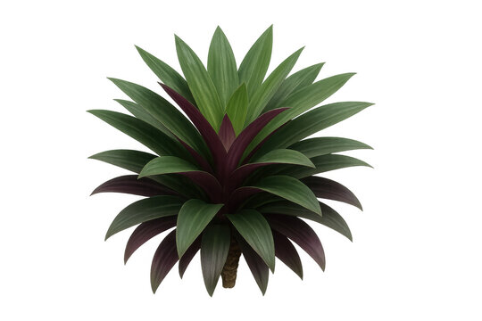 Moses-in-the-cradle plant with striking purple and green leaves, a popular tropical houseplant element