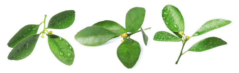 Green leaves of citrus plant isolated on white, set