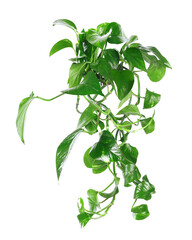 House plant with bright green leaves isolated on white