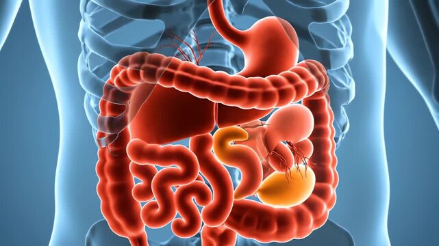Animated X-ray view of the human digestive system with the spleen highlighted in a medical illustration.
