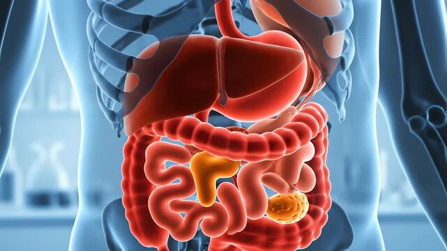 Human digestive system anatomy in a 3D medical animation showing stomach liver and intestines.