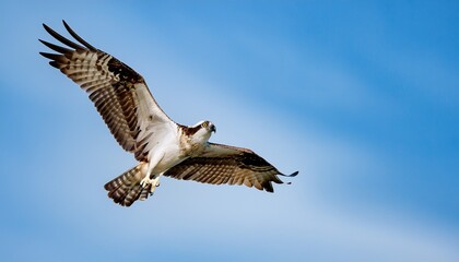 Obraz premium osprey swoops down with its talons outstretched