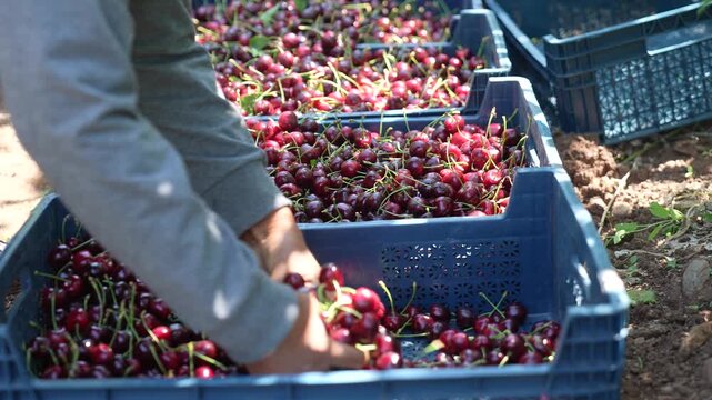 Farm workers sorting ripe cherries and packing crates in orchard