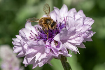 bee on pink flower
