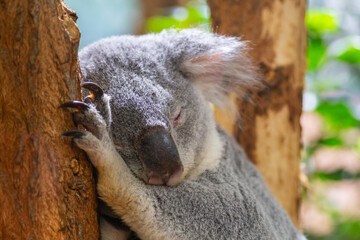 An adorable koala sleeps against a tree trunk