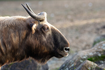 Profile portrait of endangered species Mishmi Takin