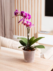 orchid in a translucent pot on a light wood grain table. The flowers are purple and white striped. Neutral and modern living room in the background